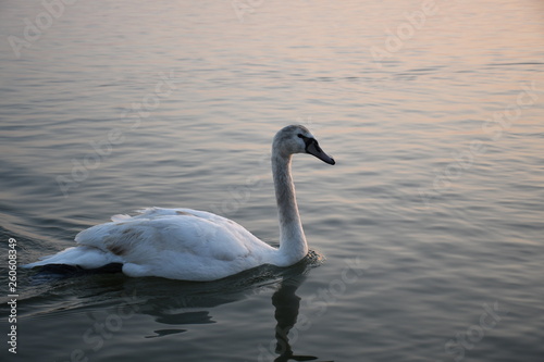 swan on lake