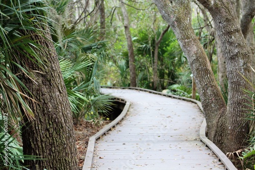 wooden path in the woods