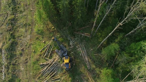 Logging machine cutting down trees, cutting branches and laying trunks for further transportation to the woodworking factory. Copter ( drone ) shooting photo