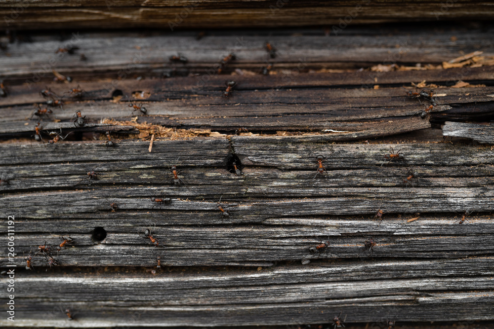 Ants nest in wood - Fire ants crawling on the wooden old house Ants nest in wood - Fire ants crawling on the wooden old house