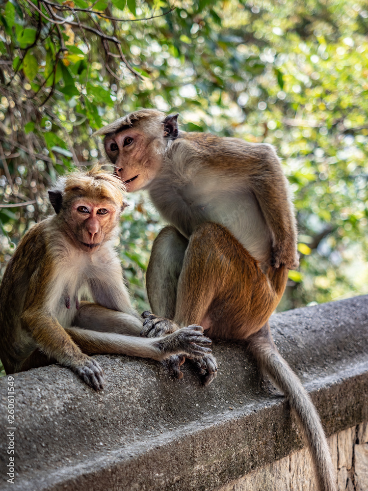 Obraz premium Monkey, tufted gray langur, in the park of heritage city Anuradhapura. Sri Lanka, March 2019.