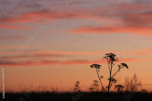 Silhouette of plants in a field against the sky at sunrise