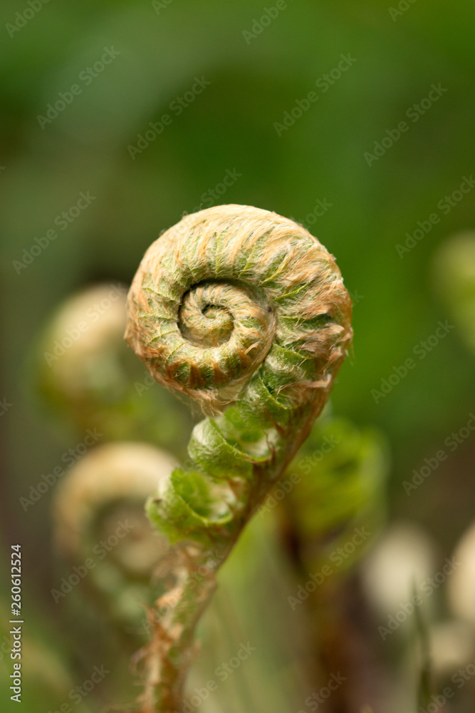 fern unfurling fern unfurling