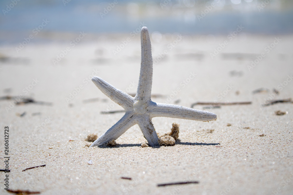 Starfish on a golden sandy beach, tropical island setting. Starfish on a golden sandy beach, tropical island setting.