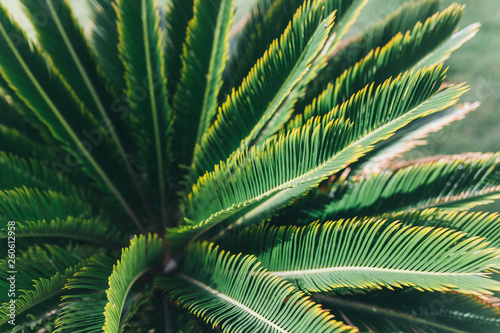 Fototapeta Naklejka Na Ścianę i Meble -  Tropical palm leaves, floral pattern background