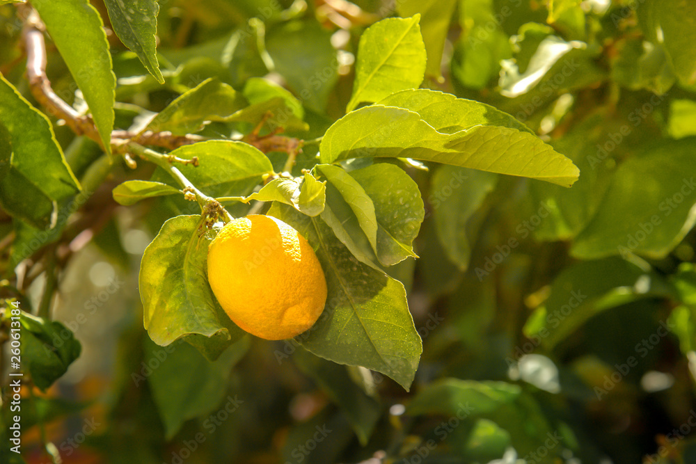 Close up of Lemons hanging from a tree in a lemon grove