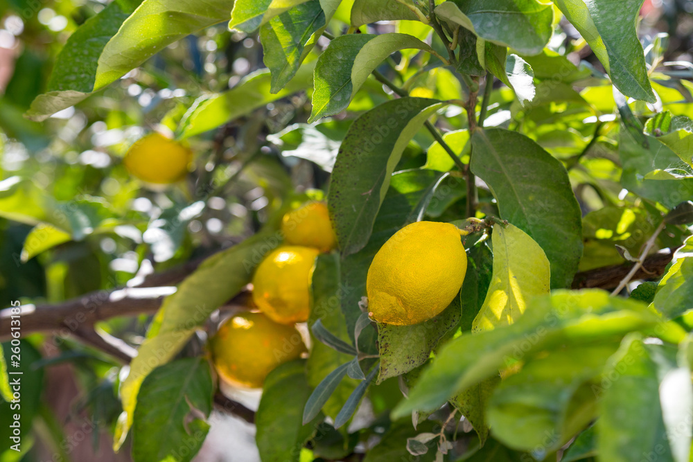Bunch of ripe lemons on tree