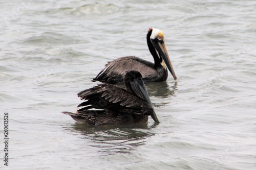 Two pelicans on the water