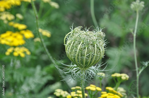 Queen Anne Lace Going to Seed Wild Flower photo