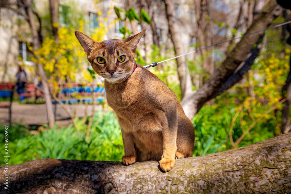 Fototapeta premium Abyssinian cat sitting on a tree in the sun