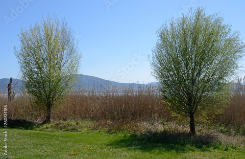 a pair of green trees along the italian Trasimeno lake shore  under the spring sun rays