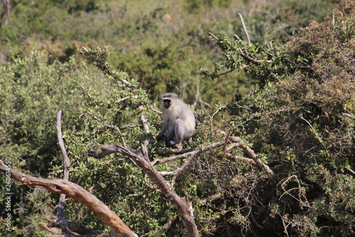 Affen Addo National Park