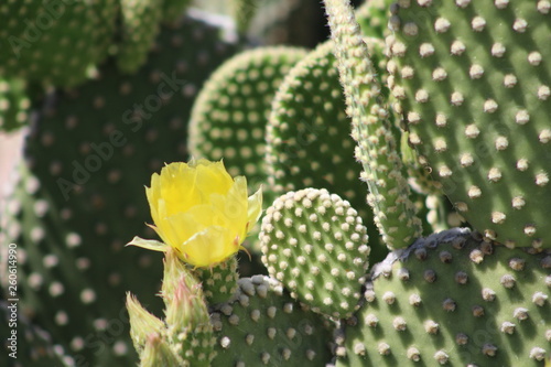 Cactus flower