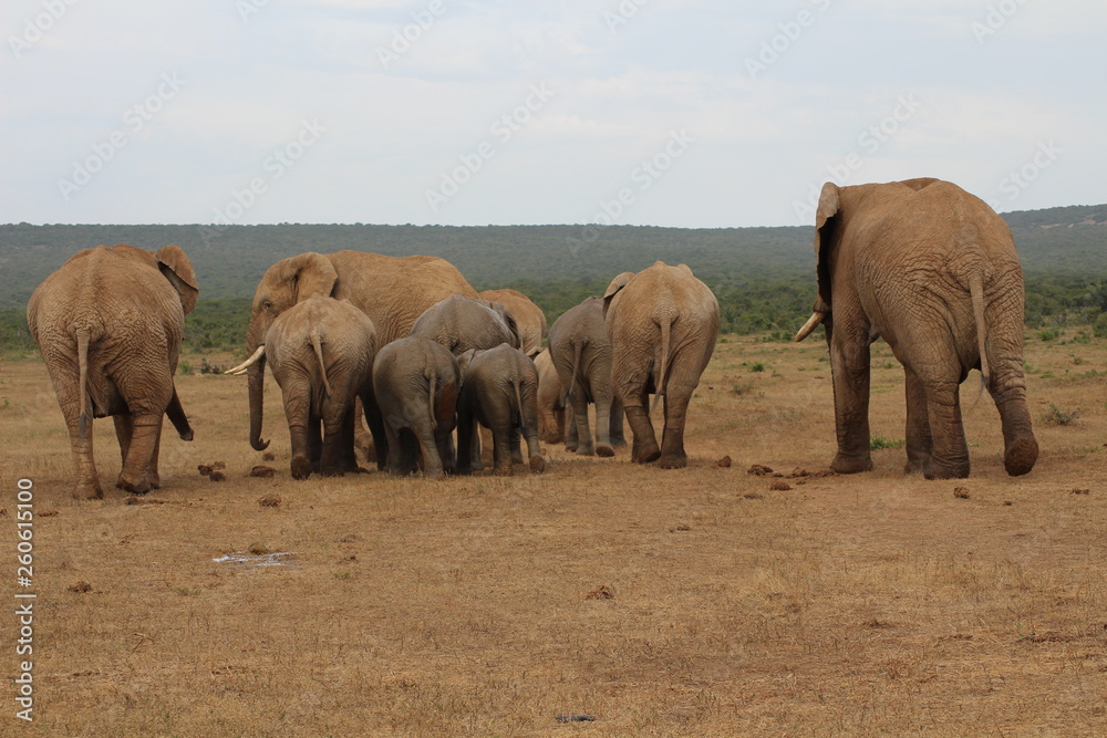 Elefanten Südafrika