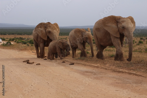 Elefanten S  dafrika