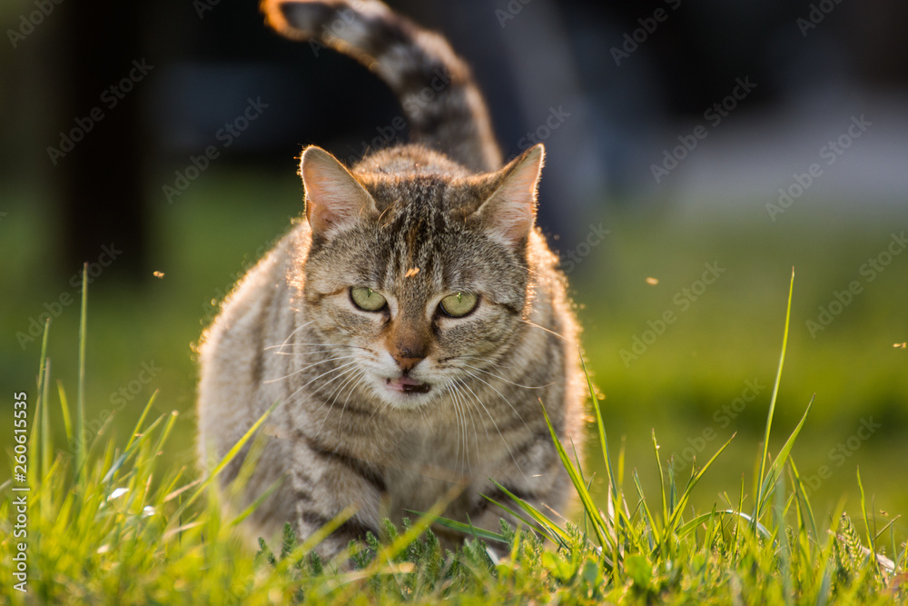  striped cat in grass
