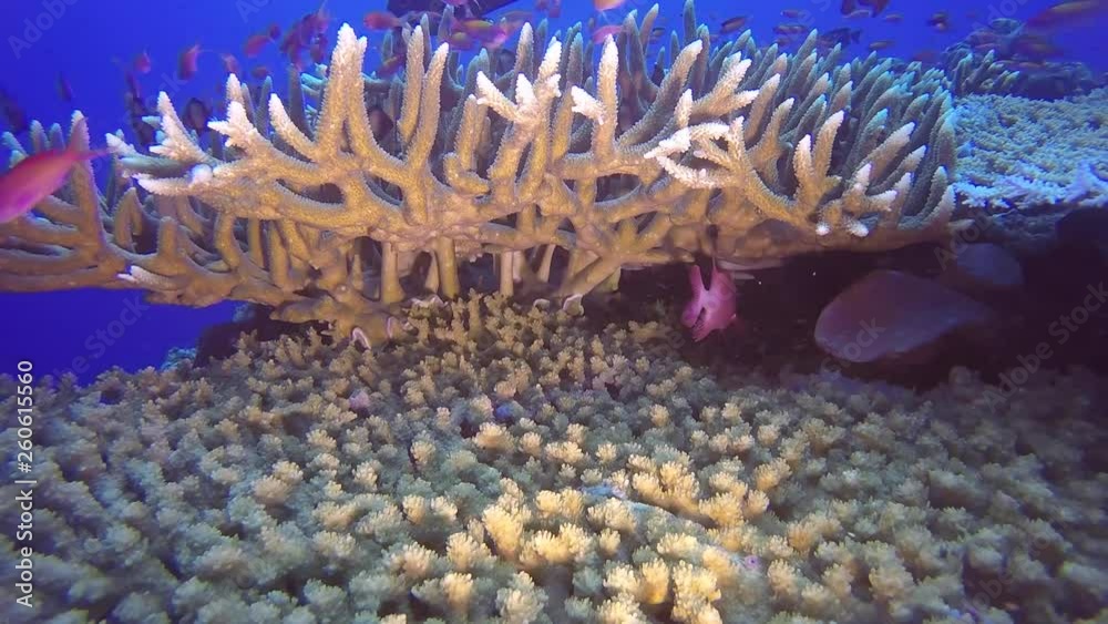 Tropical fish swimming around a coral reef in Papua New Guinea Tropical fish swimming around a coral reef in Papua New Guinea
