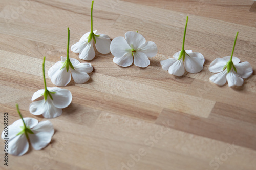Fototapeta Naklejka Na Ścianę i Meble -  white flowers on wooden background