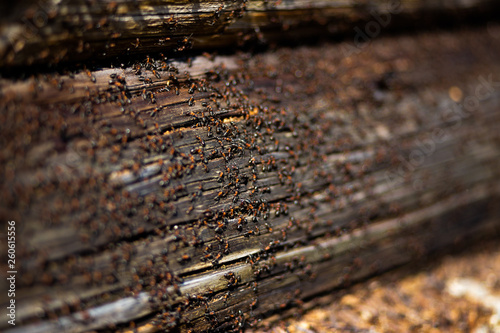 Ants nest in wood - Fire ants crawling on the wooden old house