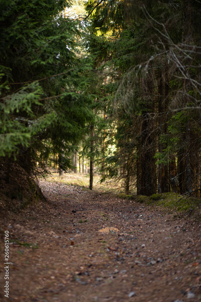 Beautiful pine forest with a nice mild light coming from far away Beautiful pine forest with a nice mild light coming from far away