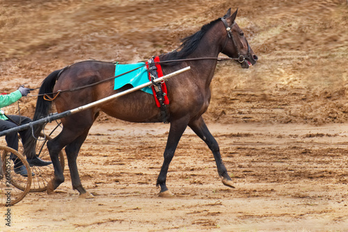 Racehorse in harness. Side view on the background of the track hippodrome.