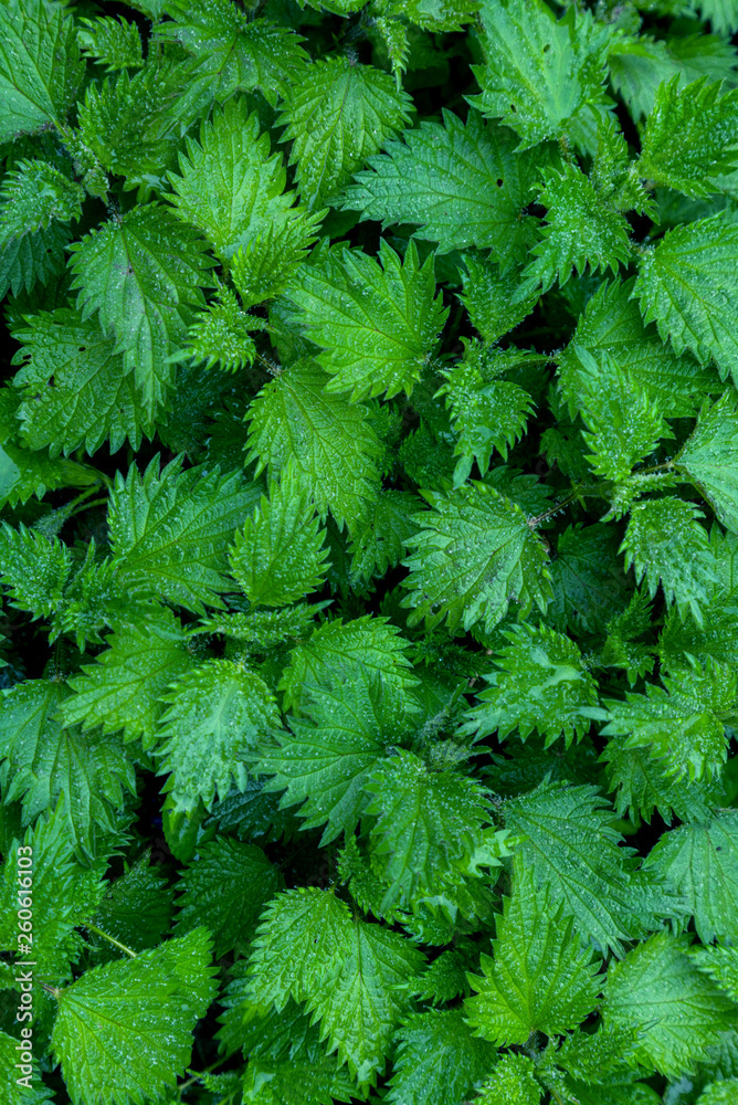 background green agrimonies leaves water drops rain ufo grass wild texture background green agrimonies leaves water drops rain ufo grass wild texture
