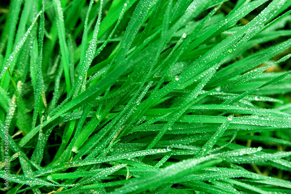 background green leaves water drops rain grass weed italian stone pines ufo background green leaves water drops rain grass weed italian stone pines ufo