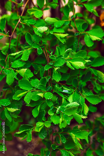 background green leaves water drops pink red tree spring branch rain freshness © NataliAlba