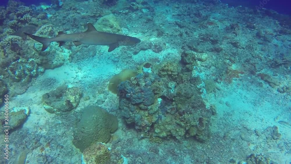 Silver Tip Reefs Sharks Papua New Guinea