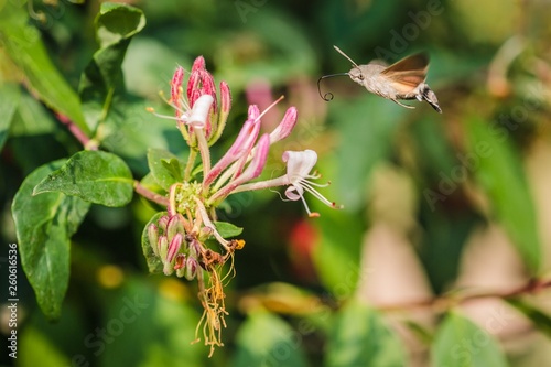Hummingbird hawk-moth buzzing around pink honeysuckle flowers sampling nectar, sunny summer day in a garden, blurry green background © Lioneska