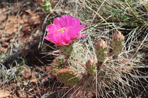 Cactus flower