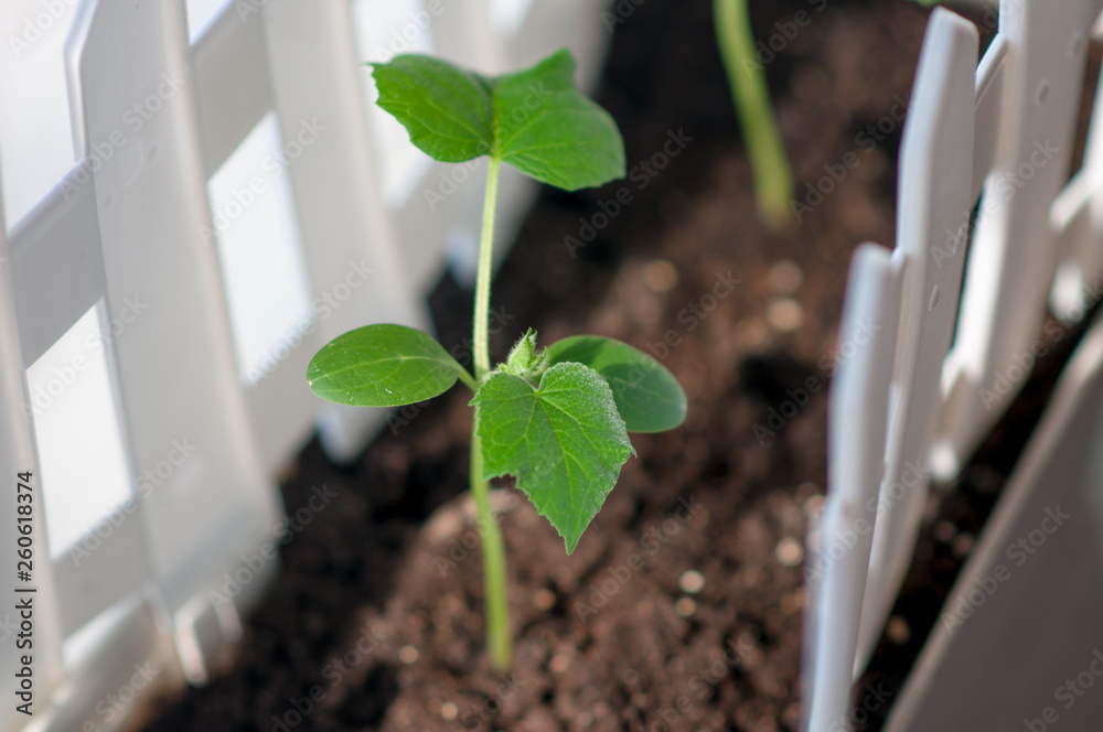 seedling of cucumbers in a pot seedling of cucumbers in a pot
