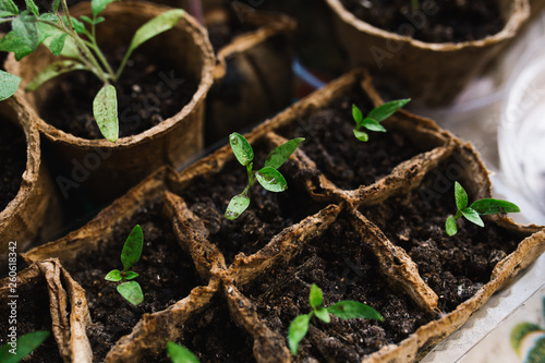 Fotografie seedlings in peat pots