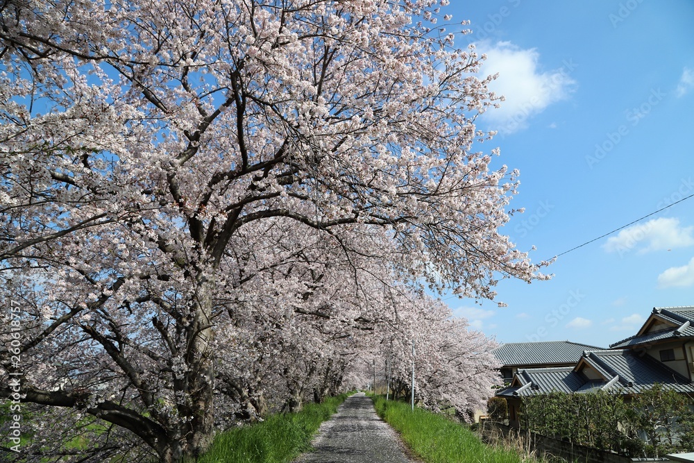 高田川 箸尾の桜並木 高田川 箸尾の桜並木