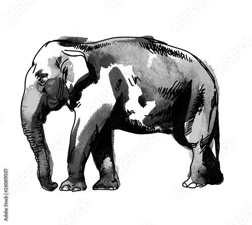 Indian elephant. Drawing by hand in vintage style. Texture watercolor paint.