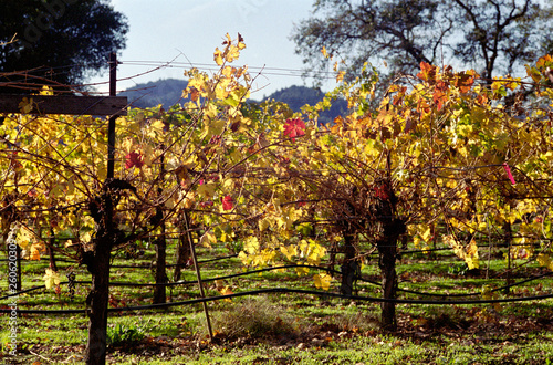  colorful vines with autumn foliage leaves in zinfandel vineyard in autumn fall in northern California