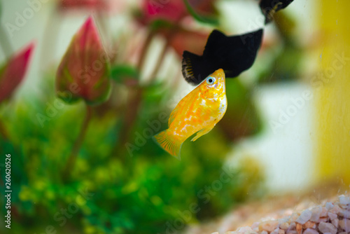 Little Molly fish, Poecilia latipinna in fish tank or aquarium. photo