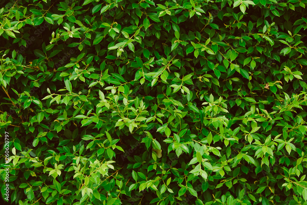 Green leaves wall background, plant on the wall Green leaves wall background, plant on the wall