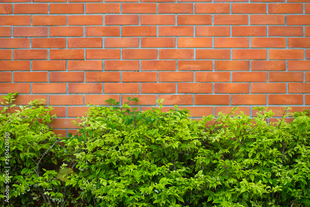 Red brick wall fragment background with green plant. Red brick wall fragment background with green plant.