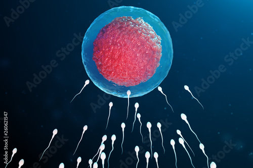 Fototapeta 3D illustration sperm and egg cell, ovum