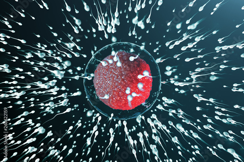 3D illustration sperm and egg cell, ovum. Sperm approaching egg cell. Native and natural fertilization. Conception the beginning of a new life. Ovum with red core under the microscope, movement sperm photo