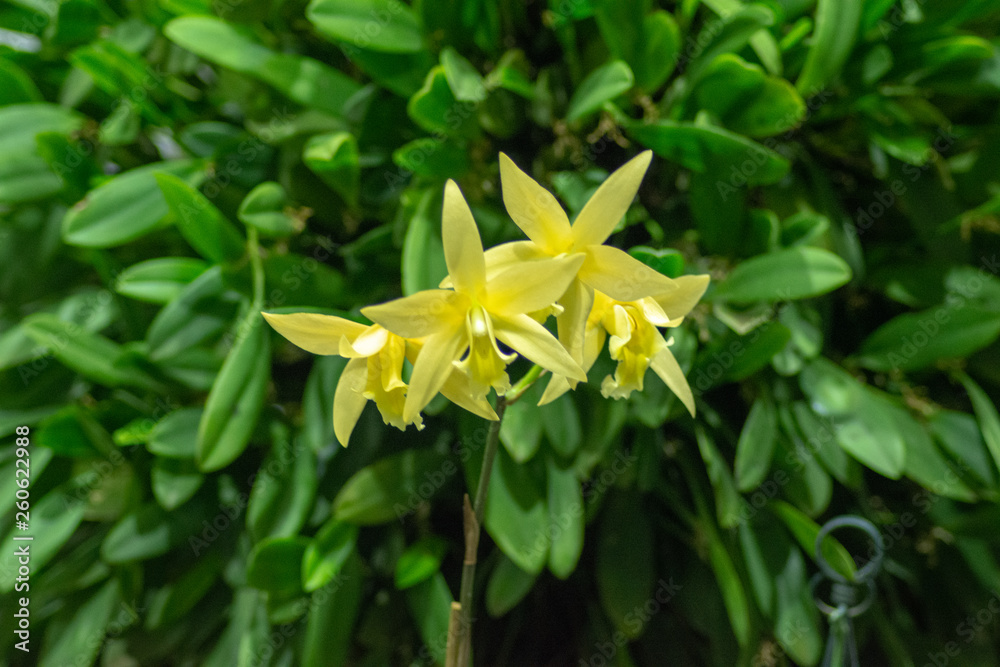Obraz premium Orchid 