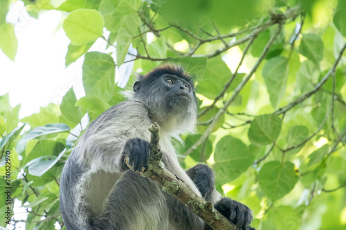 Red colobous in Bigodi