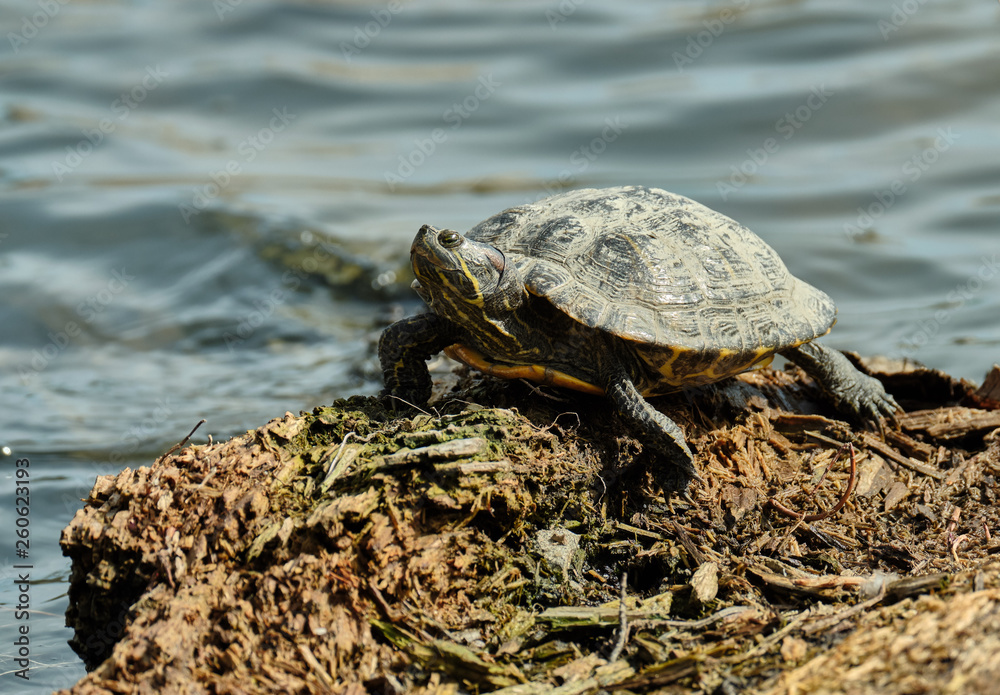 Obraz premium Turtle