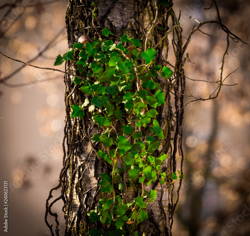 Green Ivy