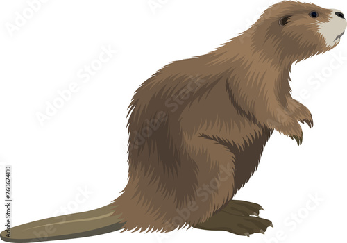 vector beaver illustration photo