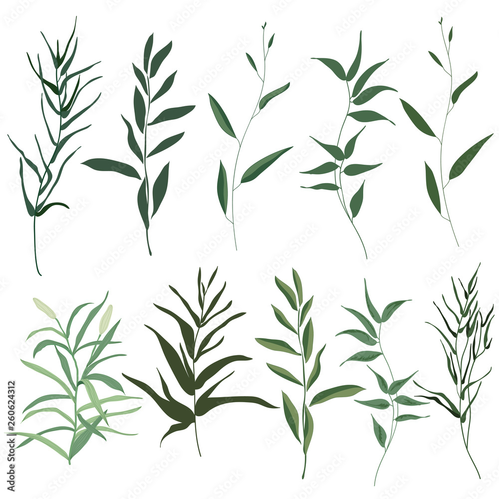 Big set botanic elements. Branches with leaves, herbs, wild plants, trees. Garden and exotic, tropical collection leaf, foliage, branches. Vector illustration isolated on white background Big set botanic elements. Branches with leaves, herbs, wild plants, trees. Garden and exotic, tropical collection leaf, foliage, branches. Vector illustration isolated on white background
