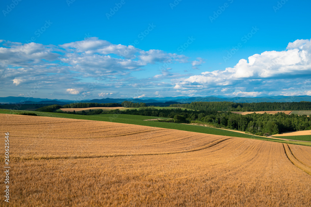夏の麦畑