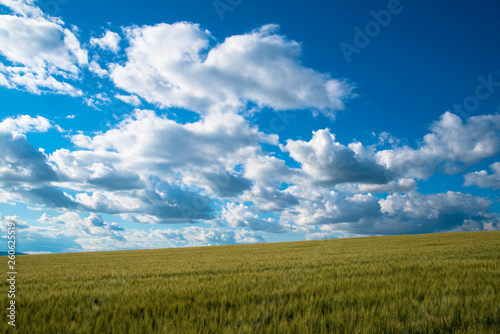 麦畑と夏の雲