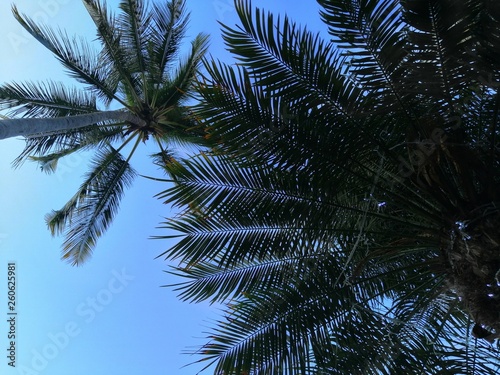 Palm trees seen from below with a perfect bluish sky